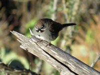 Five-striped-Sparrow-Box-Ca.jpg