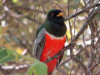 Elegant-Trogon-Madera-Canto.jpg