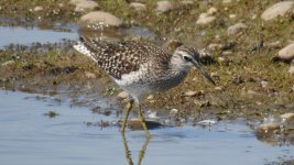 wood sandpiper 03.JPG