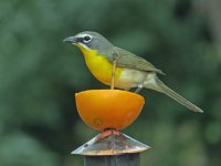 Yellow-breasted-Chat-Paton-.jpg