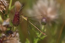 20190820 (5)_Southern_Emerald_Damselfly.JPG