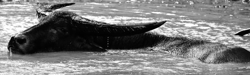 DSC06073 Water Buffalo @ Kakadu.jpg