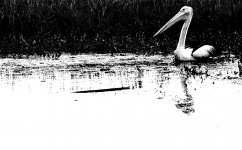 DSC06119 Australian Pelican @ Kakadu.jpg