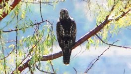 Red-shouldered hawk3.jpg