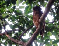 DSC05710 Rufous Owl @ Darwin BG.jpg