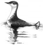 murrelet.jpg