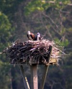 osprey nest jakes landing md june 05.jpg