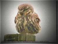 oil owl.jpg