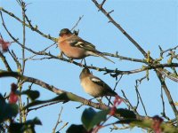 DS chaffinch pr in cherry tree 021206 .jpg