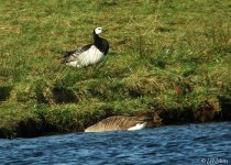 barnacle-goose-0670.jpg