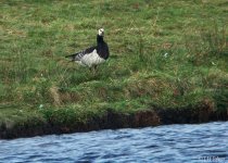 barnacle-goose-0667.jpg