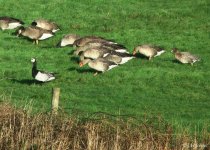 geese-at-drift-0685.jpg