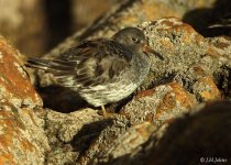 purple-sandpipers-0749.jpg