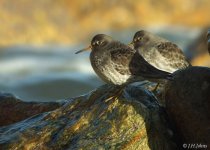 purple-sandpipers-0758.jpg