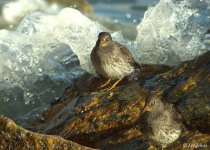 purple-sandpipers-0762.jpg