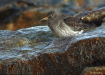 purple-sandpipers-0767.jpg