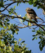 DSC05732 Collared Sparrowhawk @ Darwin.jpg