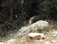 White Throated Robin5.jpg