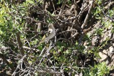 Eastern Bonellis Warbler2.jpg