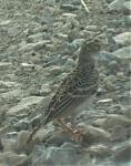 greater short toed lark.jpg