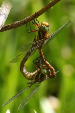 20190601 (12)_Norfolk_Hawker.JPG