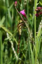 20190609 (12)_Norfolk_Hawker.JPG