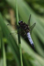 20190609 (35)_Scarce_Chaser.JPG