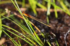 20190627 (11)_Scarce_Blue-tailed_Damselfly.JPG