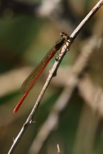 20190627 (22)_Small_Red_Damselfly.JPG