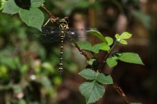 20190706 (34)_Golden-ringed_Dragonfly.JPG