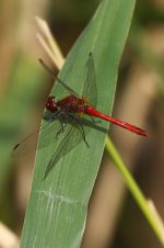 20190803 (21)_Ruddy_Darter.JPG