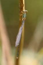 20190803 (34)_Willow_Emerald_Damselfly.JPG