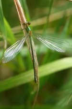 20190803 (40)_Willow_Emerald_Damselfly.JPG