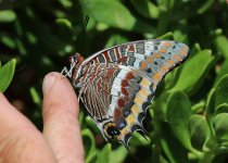 Two-tailed Pasha sc 5.jpg