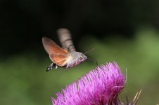 Hummingbird Hawkmoth sc 1.jpg