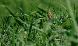 DSC06935 Oriental Reed Warbler @ San Tin.jpg