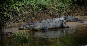 DSC06317 Estuarine Crocodile @ Daintree River.jpg