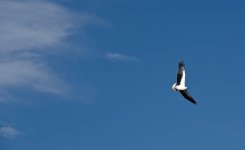 DSC06329 White-bellied Sea Eagle @ Daintree River.jpg
