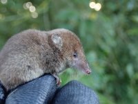 Common Shrew (10).jpg