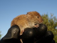 Field Vole (4).jpg