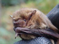 Soprano Pipistrelle (4).JPG