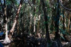 DSC06357 Paperbark swamp forest @ Cairns.jpg