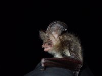 Brown long Eared Bat.jpg
