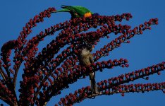 DSC06424 Hornbill Friarbird @ Atherton Tablelands.jpg