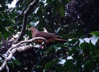 DSC06477 Brown Cuckoo-dove @ Atherton Tablelands.jpg