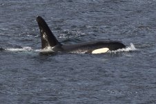 20191003 (19)_Orca.JPG