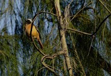 DSC00493 Daurian Redstart @ Sam Pak Wan.jpg