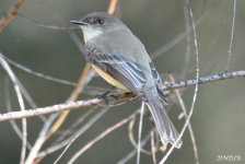 Copyright 2019 DNDJR Possible Eastern Phoebe At Kleb Woods Nature Preserve In Tomball, Texas USA.jpg