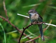 Whitethroat Male 4.jpg