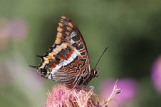 Two-tailed Pasha sc 6.jpg